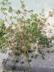 Medicago polymorpha