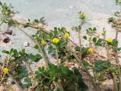 Medicago polymorpha