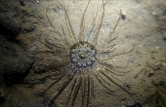 Anthopleura handi
