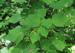 Acer tegmentosum