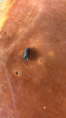 Bostrychoplites cornutus