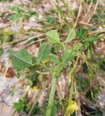 Medicago polymorpha
