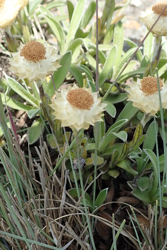 Image of Helichrysum chionosphaerum by no rights reserved