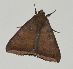 Achaea finita