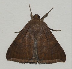 Achaea finita