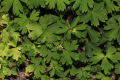 Anemonoides glabrata