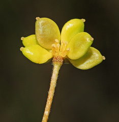 Anemonoides glabrata