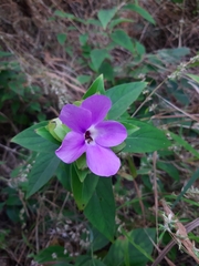 Barleria gibsonii
