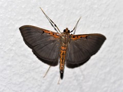 Filodes costivitralis