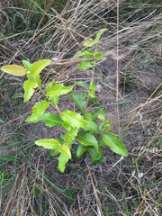 Denhamia bilocularis