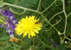 Toxomerus vertebratus