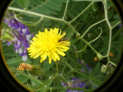 Toxomerus vertebratus