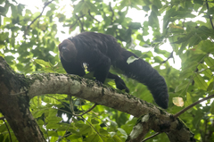 Pithecia chrysocephala