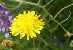 Toxomerus vertebratus