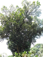 Syzygium malaccense