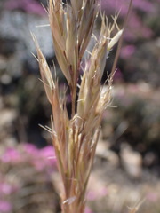 Tenaxia stricta
