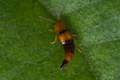 Tachyporus formosus