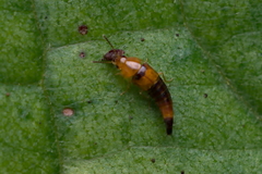 Tachyporus formosus