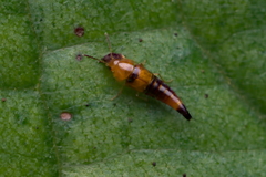Tachyporus formosus