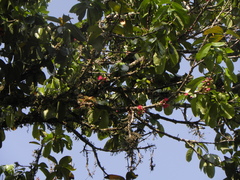 Syzygium malaccense