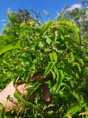 Vitex melicopea