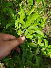 Vitex melicopea