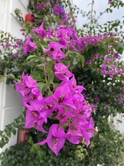 Bougainvillea glabra