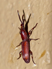 Amorphocephala imitator