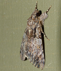 Ulotrichopus tinctipennis