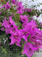 Bougainvillea glabra