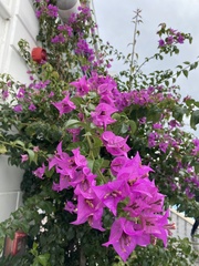 Bougainvillea glabra