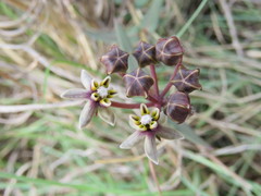 Asclepias multicaulis