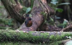 Formicarius rufipectus