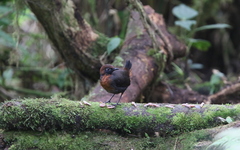 Formicarius rufipectus