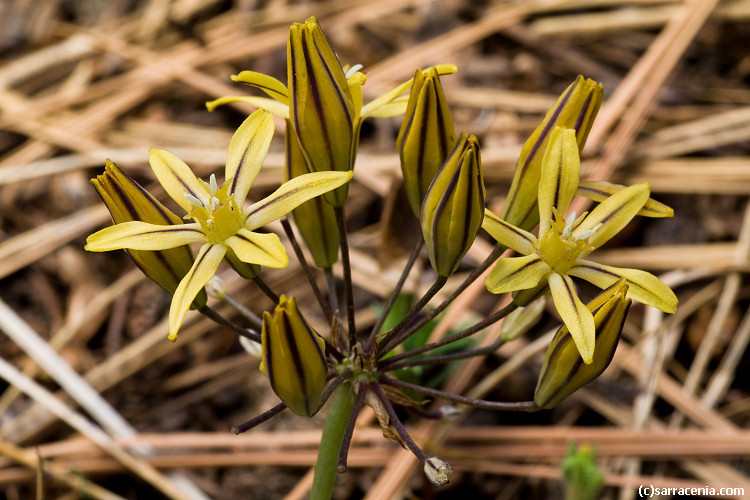 Triteleia ixioides
