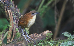 Grallaria flavotincta