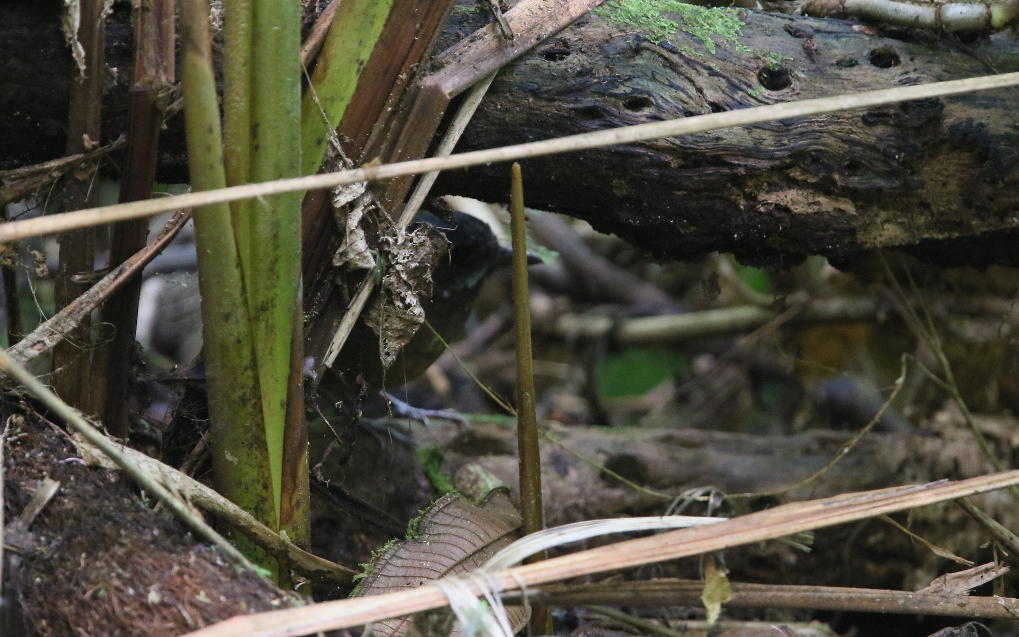 Moustached Antpitta (Grallaria alleni), photo 9