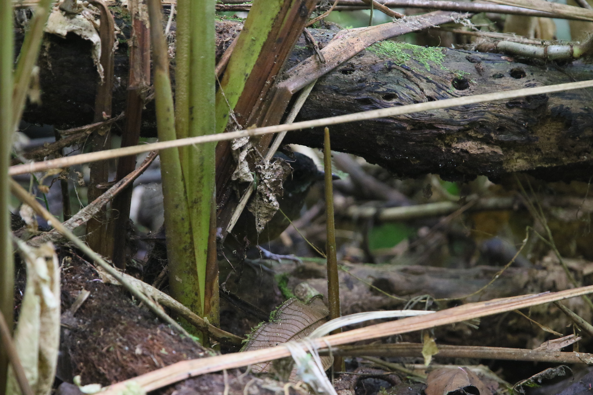 Moustached Antpitta (Grallaria alleni), photo 10