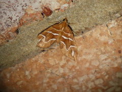 Chaetolopha leucophragma