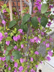 Bougainvillea glabra