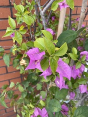 Bougainvillea glabra