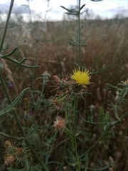 Centaurea melitensis