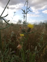 Centaurea melitensis