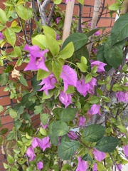 Bougainvillea glabra
