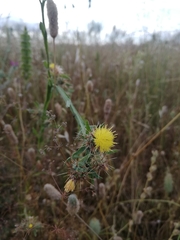Centaurea melitensis