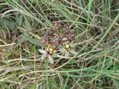 Asclepias multicaulis