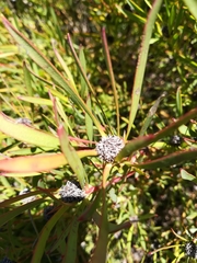 Leucadendron salignum
