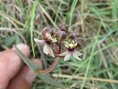 Asclepias multicaulis