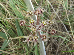 Asclepias multicaulis