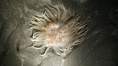 Paracondylactis sinensis